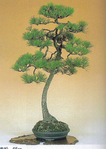 pinus densiflora akamatsu_3