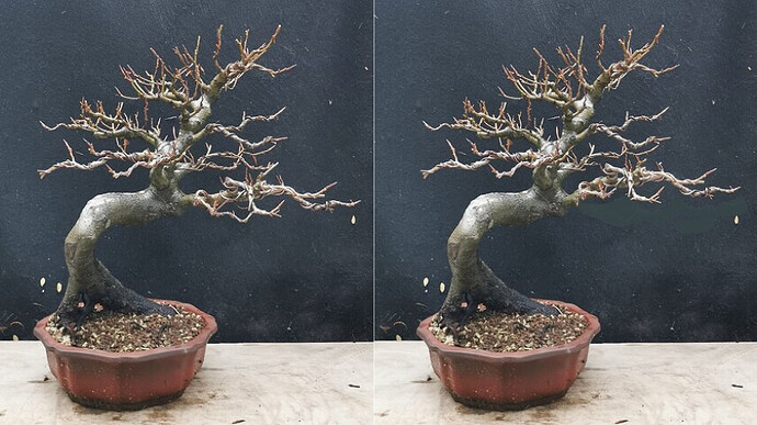 hêtre Shrub virtuel