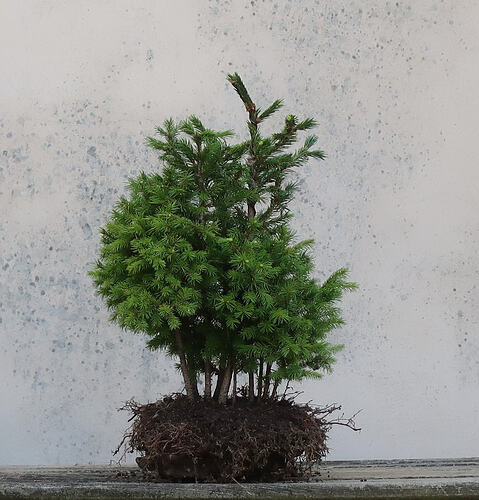 picea glehnii 2026 06 18 (1)