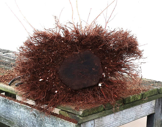 acer palmatum katsura 2024 02 15 (11)