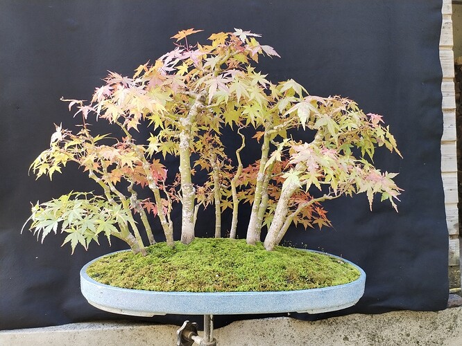 foret-rable-5a24ddf