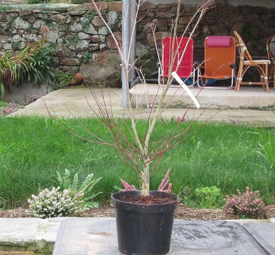 acer palmatum beni tsukasa 2017 11 16 001