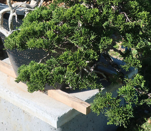 juniperus sabina Raiko 2026 04 23 (8-2)