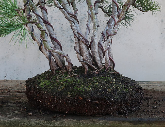 pin flexible 2026 03 04 (5)