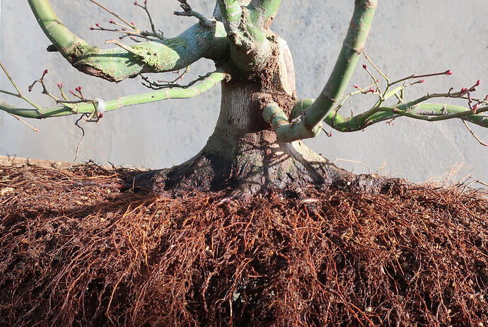 acer palmatum beni tsukasa 2026 02 25 (7)