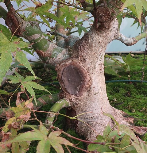 acer palmatum beni tsukasa 2025 09 18 (2)
