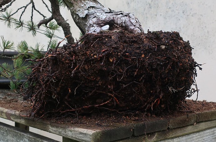 pinus pentaphylla shari 2025 03 12 (11)