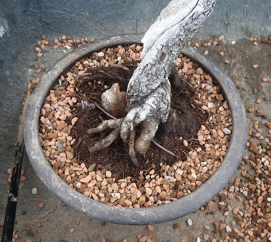 ste lucie 2026 03 19 (7)