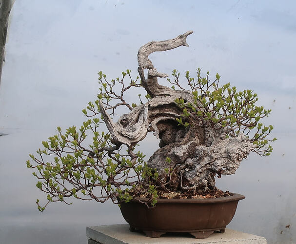 2026 03 30 Cotinus coggygria (1)
