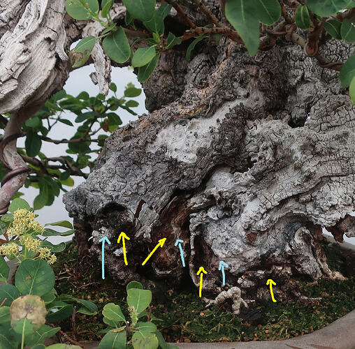 2026 08 19 Cotinus coggygria  (3virt)