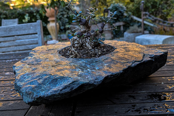 olivier serpentine  (2 sur 2)