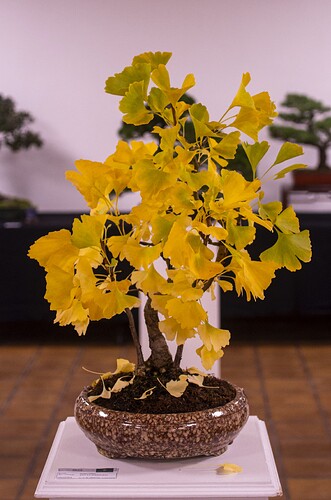 IMGP2977
