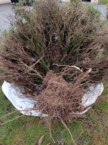 IMG_20260110_103438503 - Copie