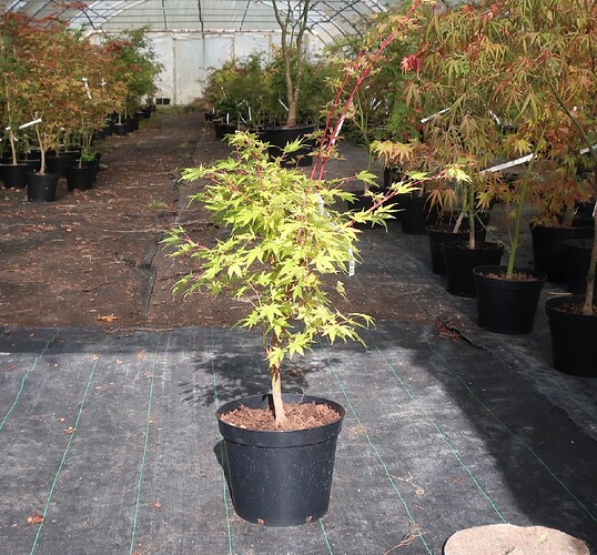 acer palmatum senkaki 2021 09 29 (1)