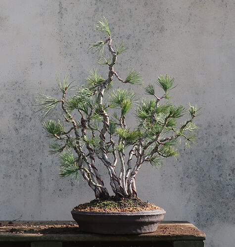 pin flexible 2026 03 04 (8)