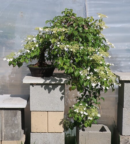 hydrangea petiolaris cordifolia 2025 05 15 (1)