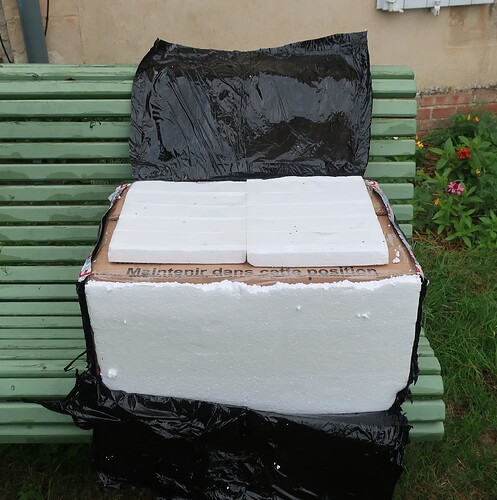 2025 07 23 Cotinus coggygria (2)