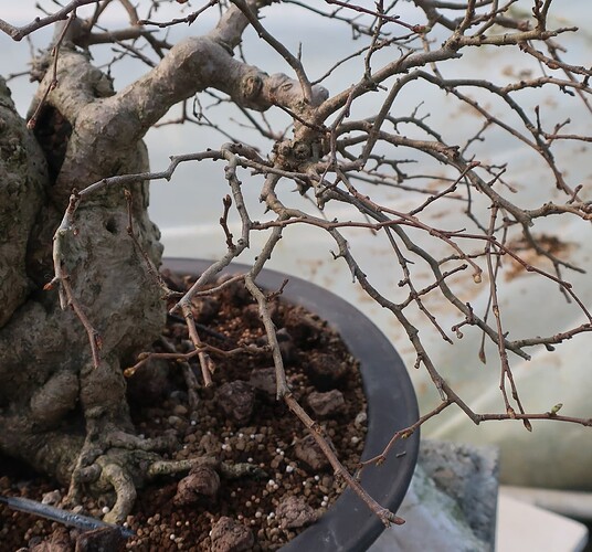 carpinus coreana 2025 03 17 (1)