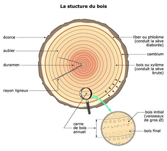 structure bois