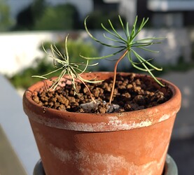 IMG_20250618_075204_modif