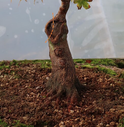 acer palmatum deshojo 2023 08 30 (7)