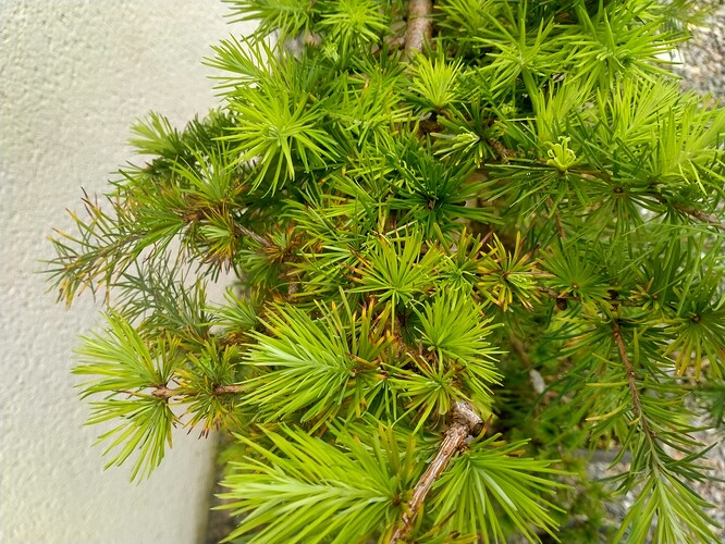 IMG20250803134541