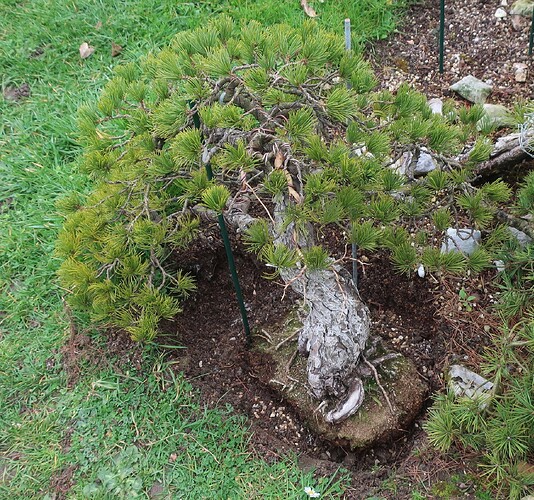 pinus pentaphylla shari 2025 03 12 (12)