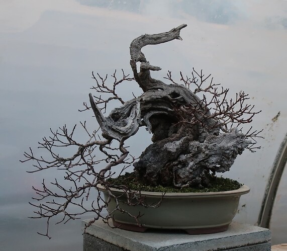 2025 11 03 Cotinus coggygria (2)