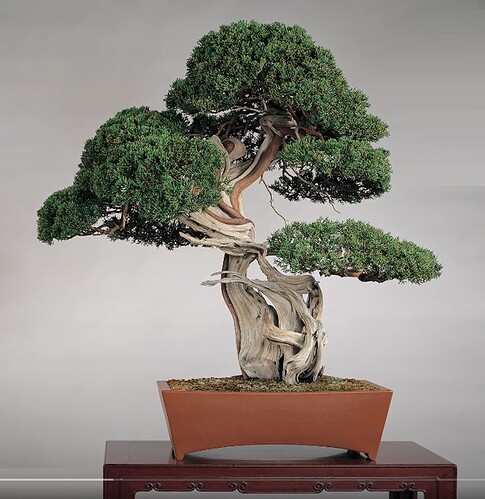 juniperus sargentii Ju-un (top20 Wabi Channel)