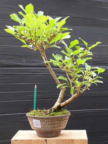 FORSYTHIA_N3