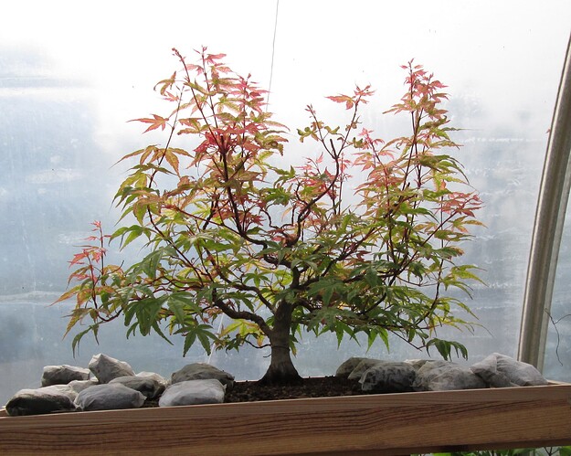 acer palmatum beni tsukasa 2019 05 27 001