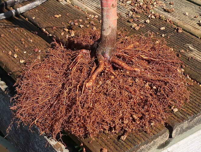 acer palmatum senkaki 2023 04 04 (6)