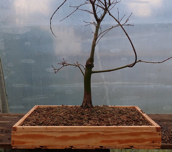 acer palmatum deshojo 2024 02  22 (12)
