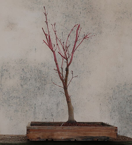 acer palmatum senkaki 2026 03 10 (11)