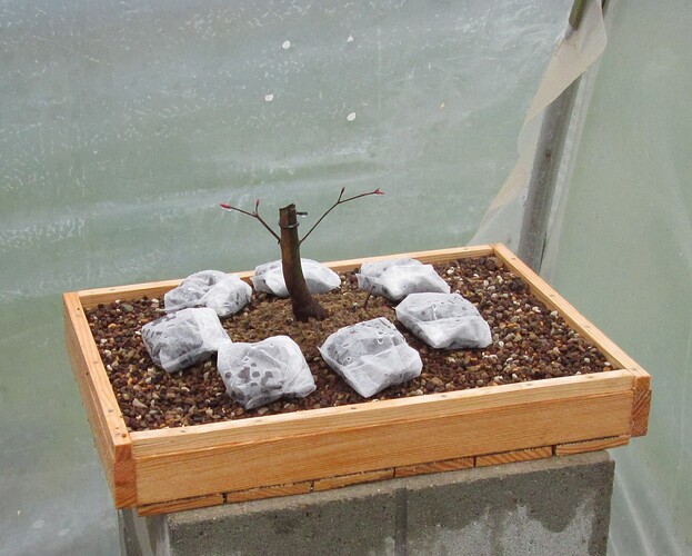 acer palmatum deshojo 2019 03 05 013