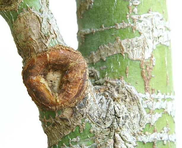 cicatrice basse 20250817