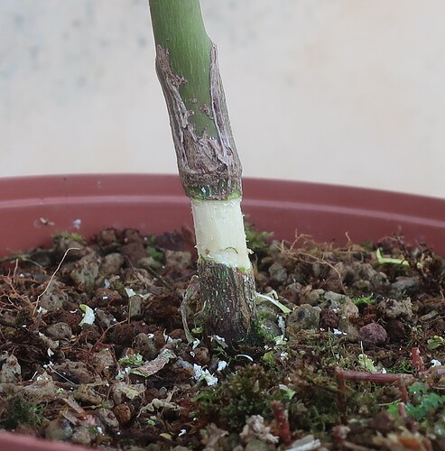 acer palmatum seigen 2026 03 11 (3)