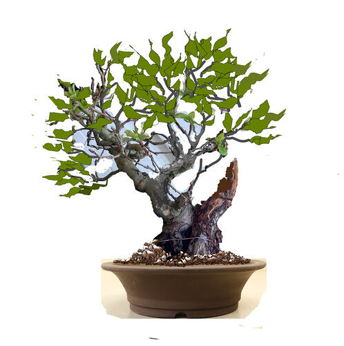 pommier Hin virtuel 2