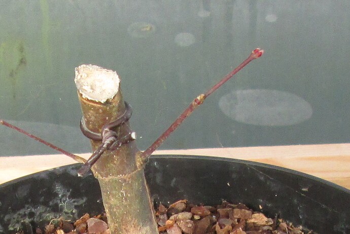 acer palmatum deshojo 2019 02 22 001