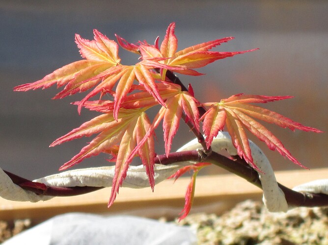 acer palmatum beni tsukasa 2018 04 19 004