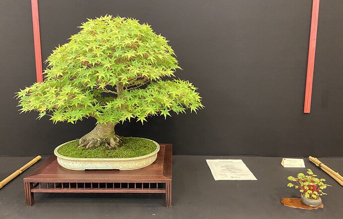 1 - Arbre - Jeremy Chasseuil