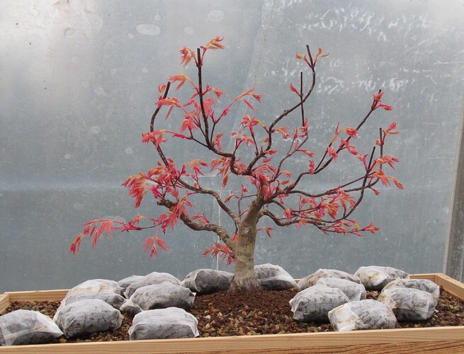 acer palmatum beni tsukasa 2019 04 04 001