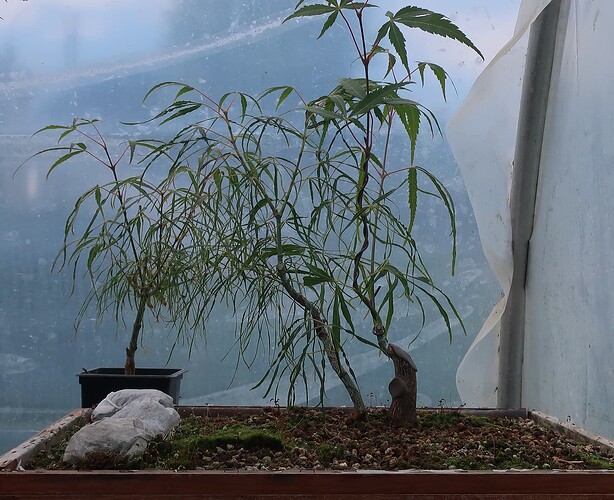 acer palmatum koto no ito 2022 05 31 (6)