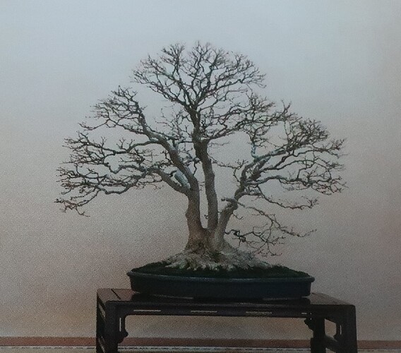 acer palmatum multitroncs