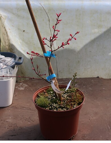 acer palmatum seigen 2025 03 17 (1)