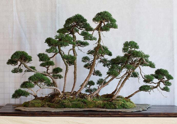 juniperus chinensis multitronc