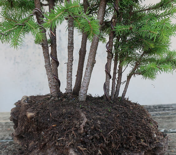 picea glehnii 2026 06 18 (4)