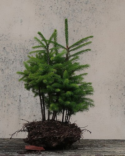 picea glehnii 2025 06 10 (4)