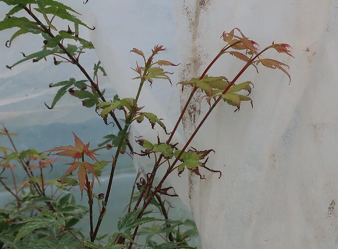 acer palmatum beni tsukasa 2021 07 30 001