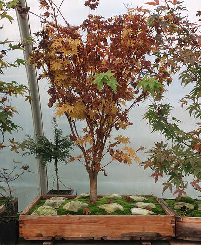 acer palmatum senkaki 2024 11 07 (3)